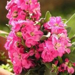Семена маттиола Кац Брайт Роуз 5шт