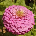Семена цинния Оклахома pink 10шт