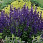 Семена сальвия Квин dwarf blue 10шт