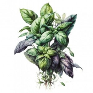 Эфирное масло БАЗИЛИК Ocimum basilicum 10 мл.