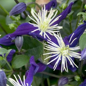 Клематис aromatica