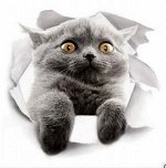 3D наклейка