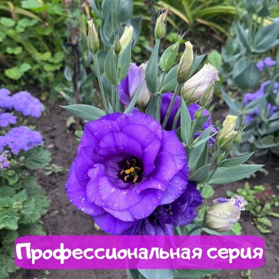 Самый полный ассортимент на цветы и овощи тм Семена Алтая