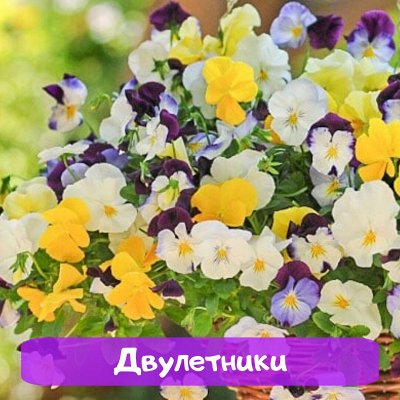Семена Алтая. Богатый выбор овощных и цветочных семян