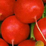 Редис МЕРКАДО (раннеспелый) (1 гр)