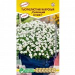 Тысячелистник махровый СИЯЮЩИЙ АЛМАЗ (0,01 гр)