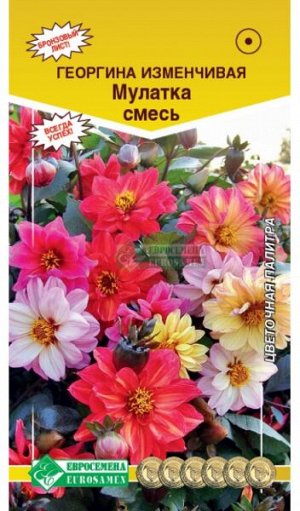 Георгина изменчивая МУЛАТКА , смесь (20 шт)