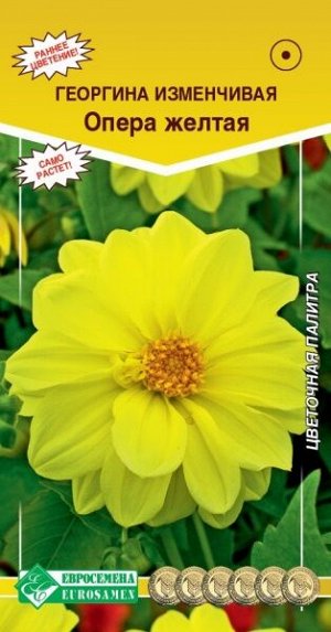 Георгина ОПЕРА, желтая (изменчивая) (10шт)