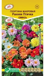 Георгина РАННЯЯ ПТИЧКА, смесь (махровая) (0,2 гр)