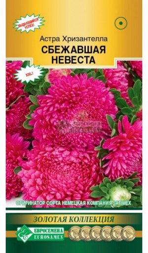 Астра Хризантелла Сбежавшая Невеста (китайская) (5 шт)