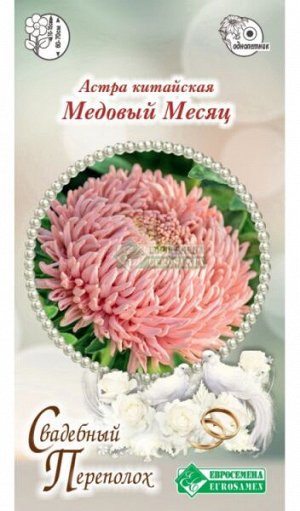 Астра Медовый месяц (китайская) (5 шт)