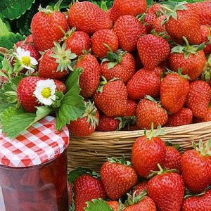 Charlotte Невороятно вкусный сорт. Имеет очень сочную и сладкую мякоть, многогранный десертный вкус
Очень вкусный сорт!!!. Сочная, очень сладкая мякоть, многогранный десертный вкус, вкус, тонкий муск