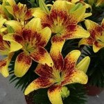 Лилия азиатская  Тайни Наггет р8