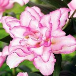 Лилия махровая восточная Розели Аннушка