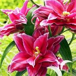 Лилия восточная махровая Гранд Амур
