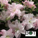 Лилия махровая восточная Амистад