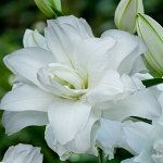 Лилия Lotus Pure