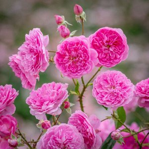Роза Harlow Carr