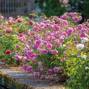 Роза Harlow Carr