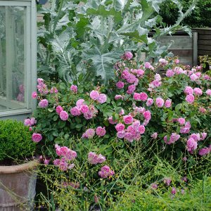 Роза Harlow Carr