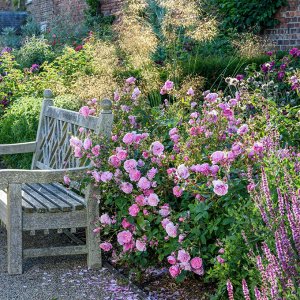 Роза Harlow Carr