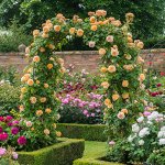Роза Crown Princess Margareta