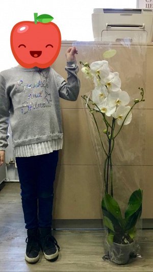 Фаленопсис Невероятная орхидея!
для сравнения фото с ребенком 8-ми лет