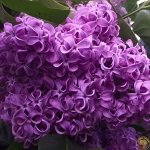 Сирень Академик Курчатов р9