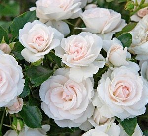 Роза Aspirin Rose = Tanirispa
