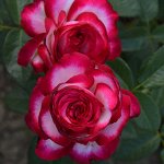 Роза Fair Lady