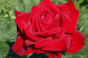 Бургон Роза "Бургунд" (Rose Burgund) - чайно-гибридный сорт розы, прекрасно переносящий капризы погоды. Цветки крупные, бокаловидной формы, тёмно-бордовые, бархатистые, с лёгким ароматом. Листья больш