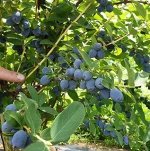 Жимолость Строуберри Сенсейшен