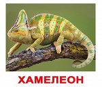 Комплект карточек &quot;Экзотические животные&quot;