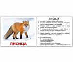 Комплект карточек МИНИ-рус.яз &quot;Дикие животные&quot;