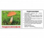 Комплект карточек МИНИ-рус.яз. &quot;Грибы&quot;