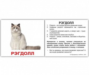 Комплект карточек МИНИ-рус.яз. "Породы кошек"
