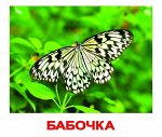 Комплект карточек “Насекомые”