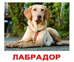 Комплект карточек “Породы собак”