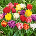 Полная Ликвидация склада Тюльпаны и др. цветы от 5 руб