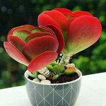 Каланхое Рэд липс  Thyrsiflora ( Red Lips )