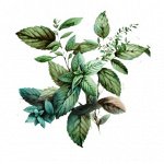 Эфирное масло МЯТА ПЕРЕЧНАЯ, Mentha piperita 5 мл.