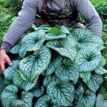 Бруннера крупнолистная Аленсандр Грейт