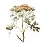 Эфирное масло МОРКОВЬ, Daucus carota 5 мл.