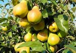 Груша &quot;Внучка&quot;, саженцы