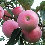 Яблоня &quot;Русская красавица&quot;, саженцы