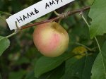 Яблоня &quot;Налив Амурский&quot;