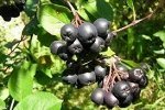 Рябина Черноплодная