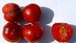 Слива &quot;Красное мясо&quot;