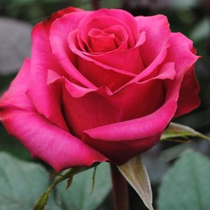 Роза Чайно-гибридная Бабкина