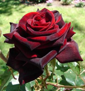 Роза Чайно-гибридная Чёрная магия